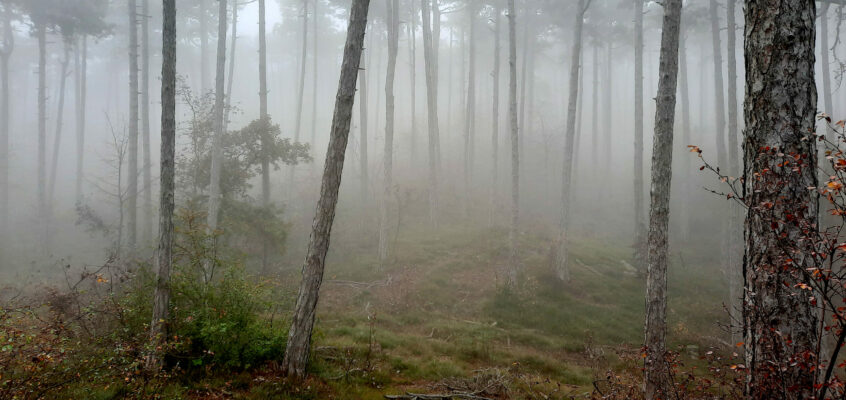 Nebelstunden im Wald fremder Erinnerungen